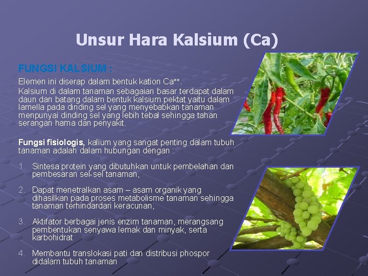 Unsur Hara Kalsium (Ca) FUNGSI KALSIUM : Elemen ini diserap dalam bentuk kation Ca++.