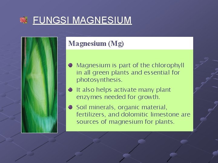 FUNGSI MAGNESIUM Magnesium (Mg) Magnesium is part of the chlorophyll in all green plants