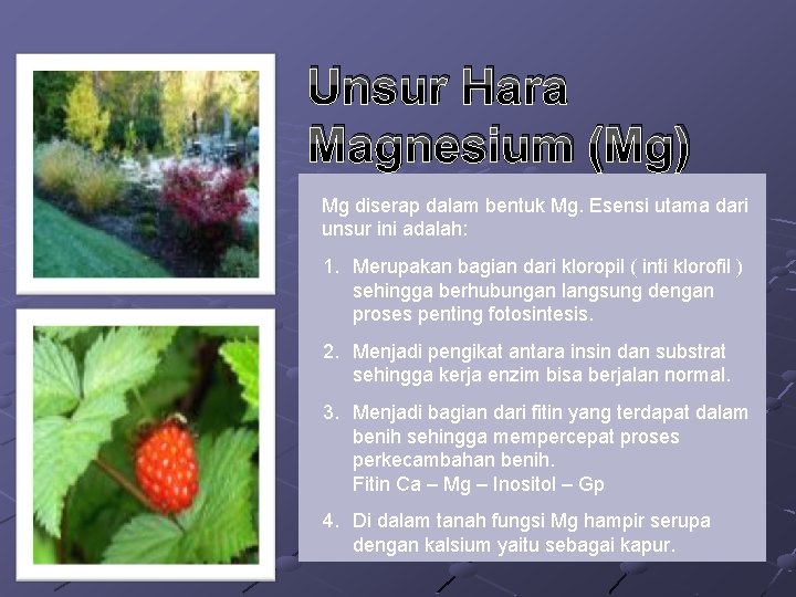 Unsur Hara Magnesium (Mg) Mg diserap dalam bentuk Mg. Esensi utama dari unsur ini