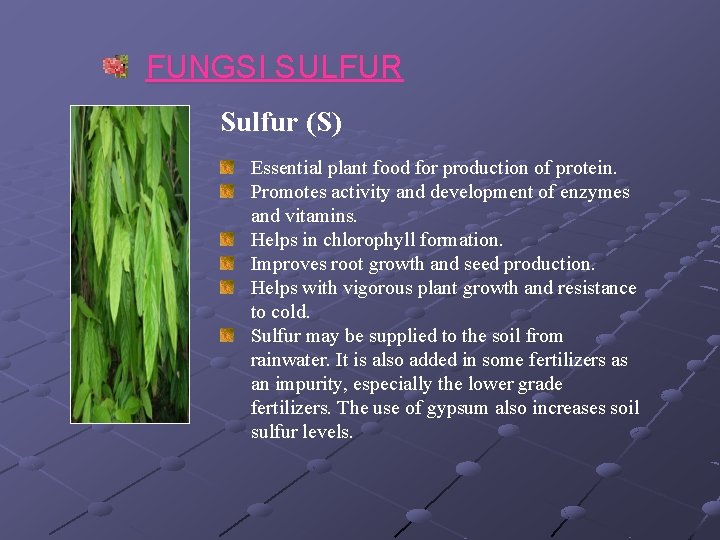 FUNGSI SULFUR Sulfur (S) Essential plant food for production of protein. Promotes activity and