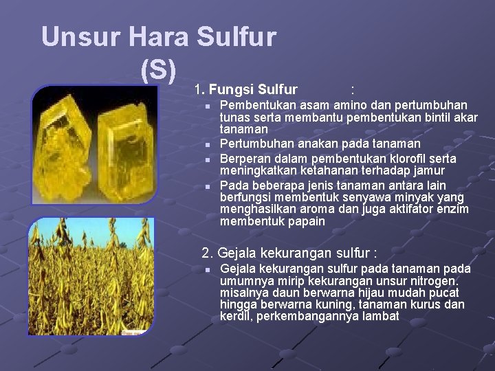 Unsur Hara Sulfur (S) 1. Fungsi Sulfur n n : Pembentukan asam amino dan