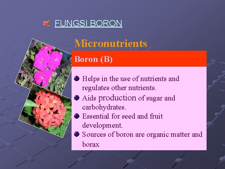 FUNGSI BORON Micronutrients Boron (B) Helps in the use of nutrients and regulates other