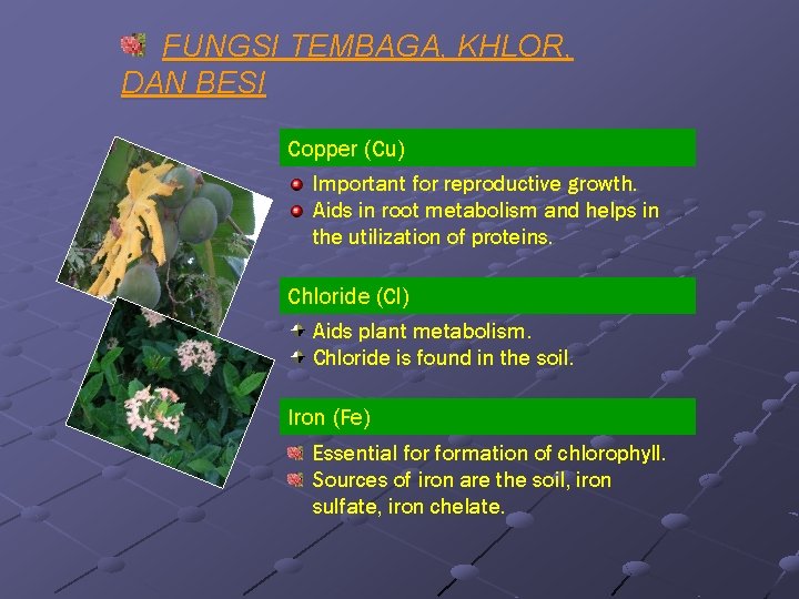 FUNGSI TEMBAGA, KHLOR, DAN BESI Copper (Cu) Important for reproductive growth. Aids in root