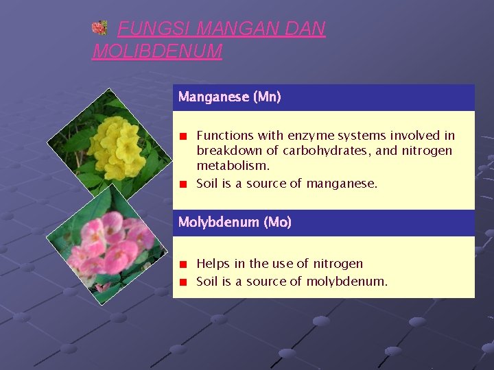 FUNGSI MANGAN DAN MOLIBDENUM Manganese (Mn) Functions with enzyme systems involved in breakdown of