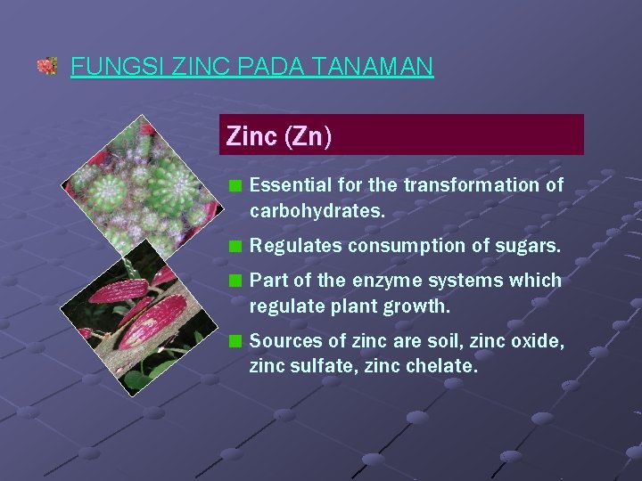 FUNGSI ZINC PADA TANAMAN Zinc (Zn) Essential for the transformation of carbohydrates. Regulates consumption