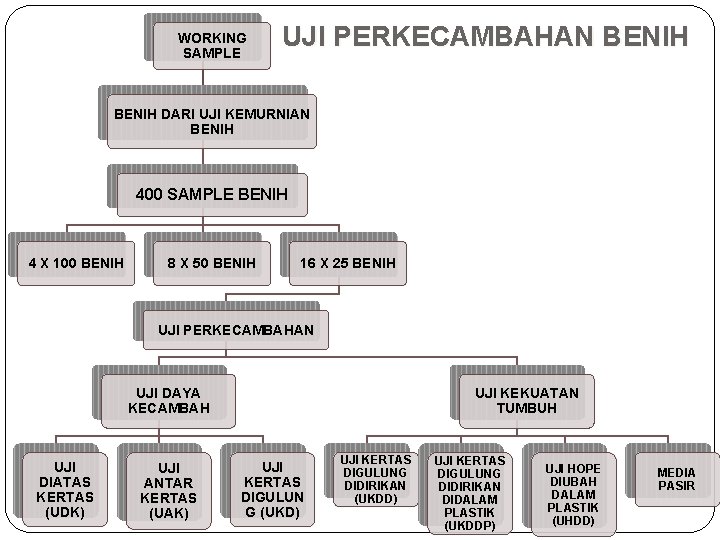 WORKING SAMPLE UJI PERKECAMBAHAN BENIH DARI UJI KEMURNIAN BENIH 400 SAMPLE BENIH 4 X