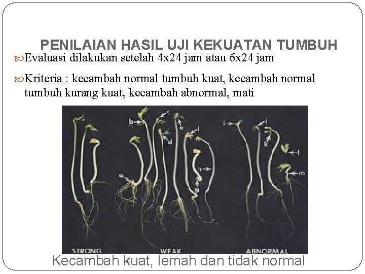 PENILAIAN HASIL UJI KEKUATAN TUMBUH Evaluasi dilakukan setelah 4 x 24 jam atau 6