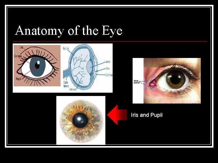 Anatomy of the Eye Iris and Pupil 