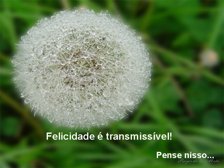 Felicidade é transmissível! Pense nisso. . . 