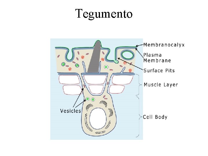 Tegumento 