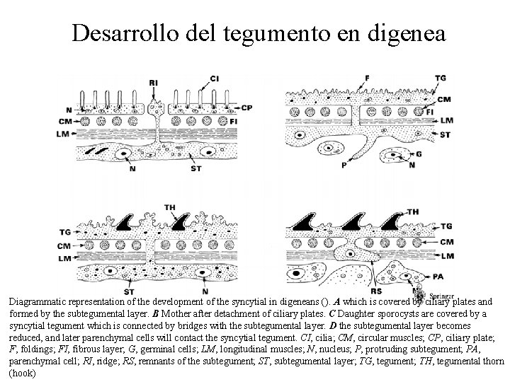 Desarrollo del tegumento en digenea Diagrammatic representation of the development of the syncytial in