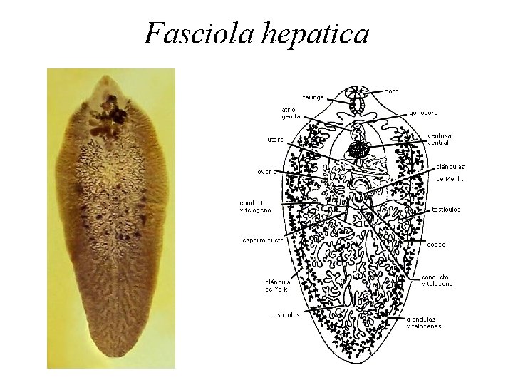 Fasciola hepatica 