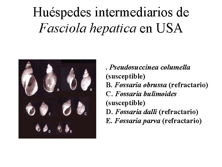 Huéspedes intermediarios de Fasciola hepatica en USA. Pseudosuccinea columella (susceptible) B. Fossaria obrussa (refractario)