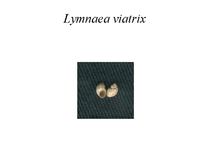 Lymnaea viatrix 