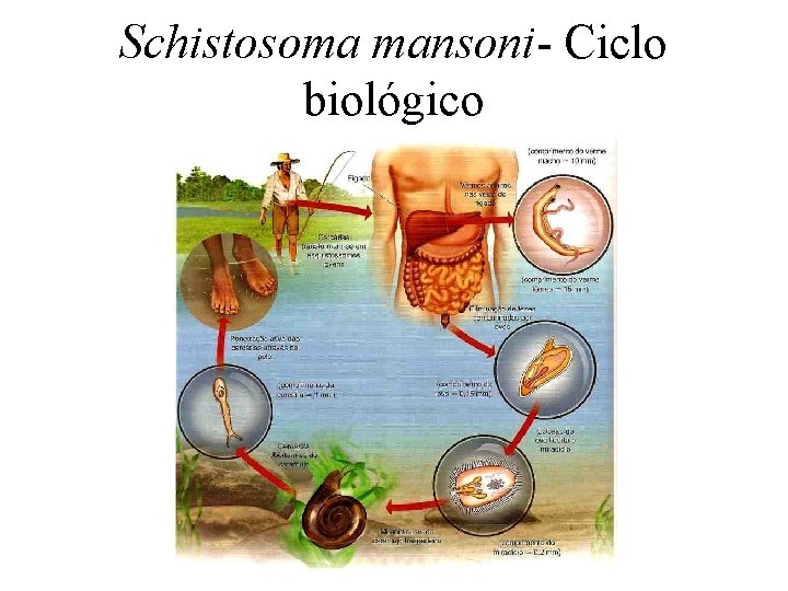 Schistosoma mansoni- Ciclo biológico 