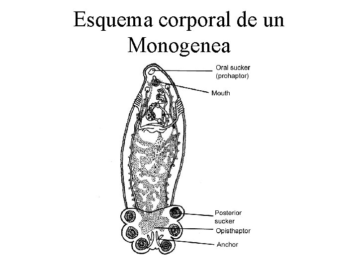 Esquema corporal de un Monogenea 