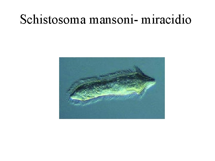 Schistosoma mansoni- miracidio 