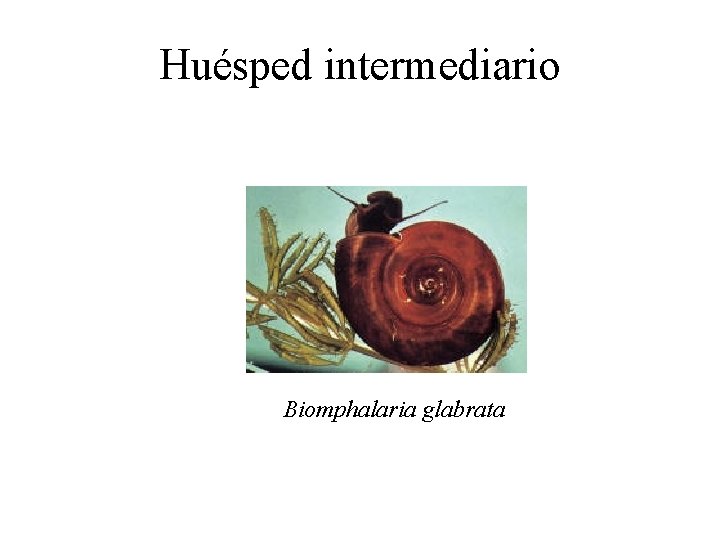 Huésped intermediario Biomphalaria glabrata 