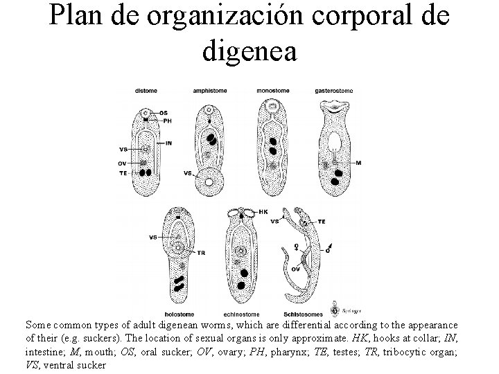 Plan de organización corporal de digenea Some common types of adult digenean worms, which