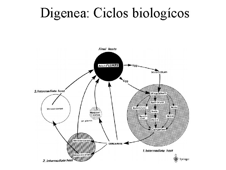 Digenea: Ciclos biologícos 