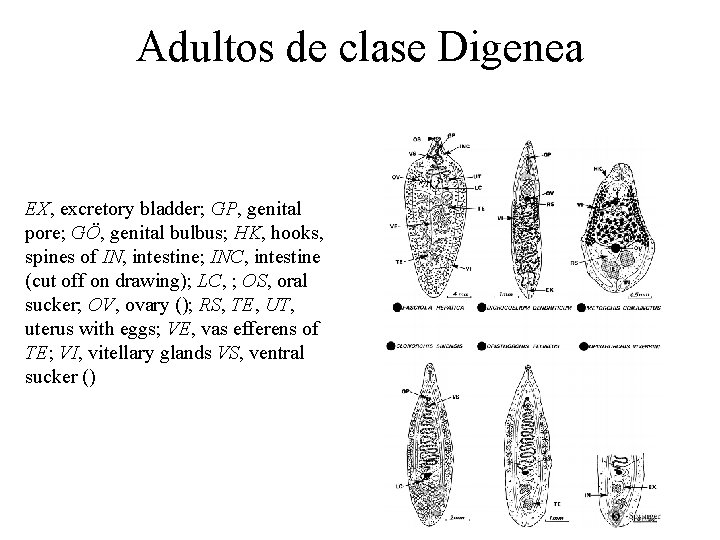 Adultos de clase Digenea EX, excretory bladder; GP, genital pore; GÖ, genital bulbus; HK,