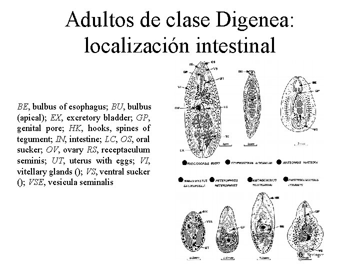 Adultos de clase Digenea: localización intestinal BE, bulbus of esophagus; BU, bulbus (apical); EX,