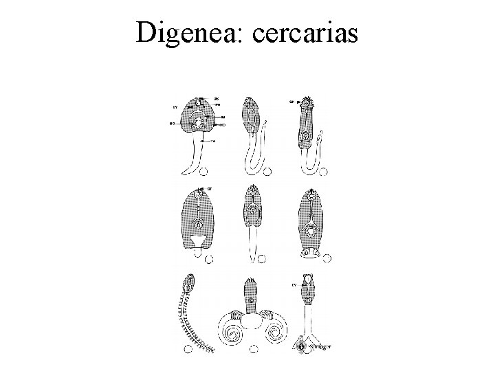 Digenea: cercarias 