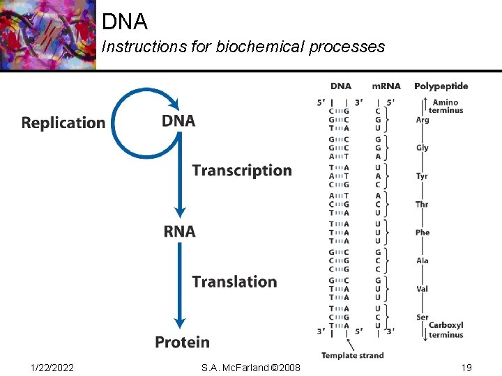 DNA Instructions for biochemical processes 1/22/2022 S. A. Mc. Farland © 2008 19 