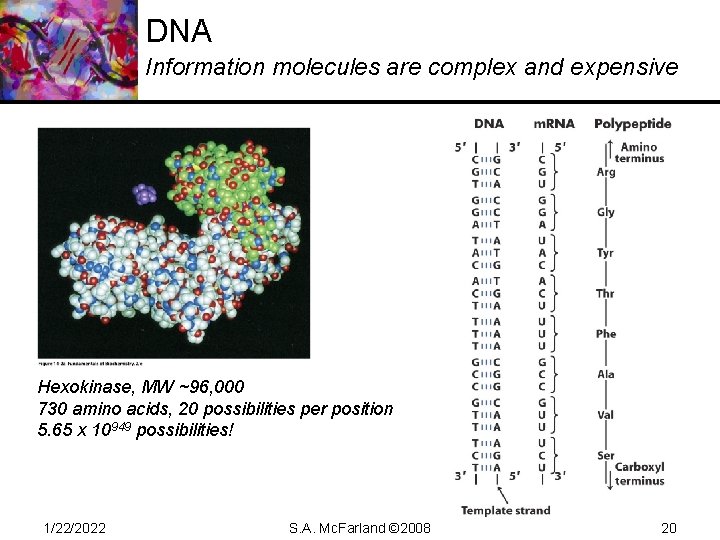 DNA Information molecules are complex and expensive Hexokinase, MW ~96, 000 730 amino acids,