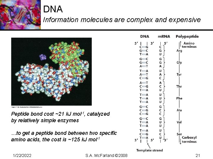 DNA Information molecules are complex and expensive Peptide bond cost ~21 k. J mol-1,