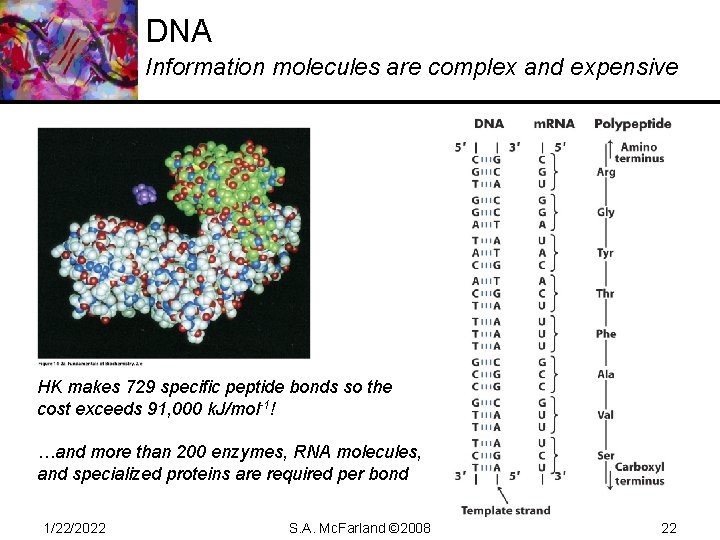 DNA Information molecules are complex and expensive HK makes 729 specific peptide bonds so