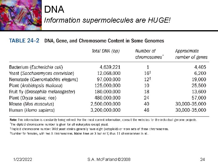 DNA Information supermolecules are HUGE! 1/22/2022 S. A. Mc. Farland © 2008 24 