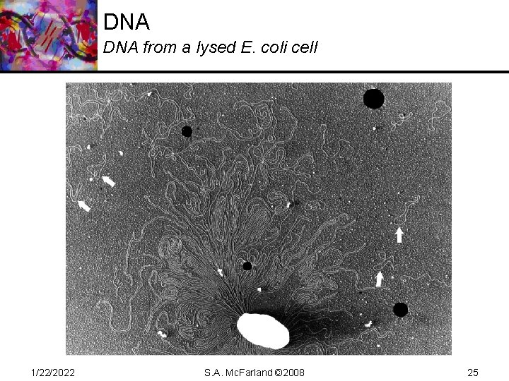 DNA from a lysed E. coli cell 1/22/2022 S. A. Mc. Farland © 2008