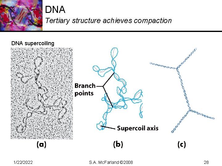DNA Tertiary structure achieves compaction DNA supercoiling 1/22/2022 S. A. Mc. Farland © 2008