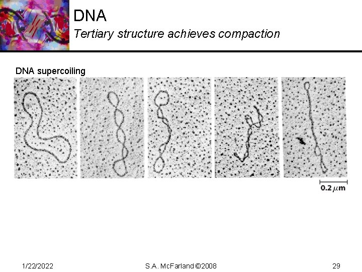DNA Tertiary structure achieves compaction DNA supercoiling 1/22/2022 S. A. Mc. Farland © 2008