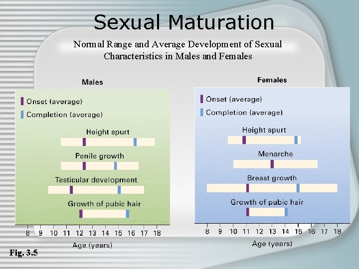 Sexual Maturation Normal Range and Average Development of Sexual Characteristics in Males and Females