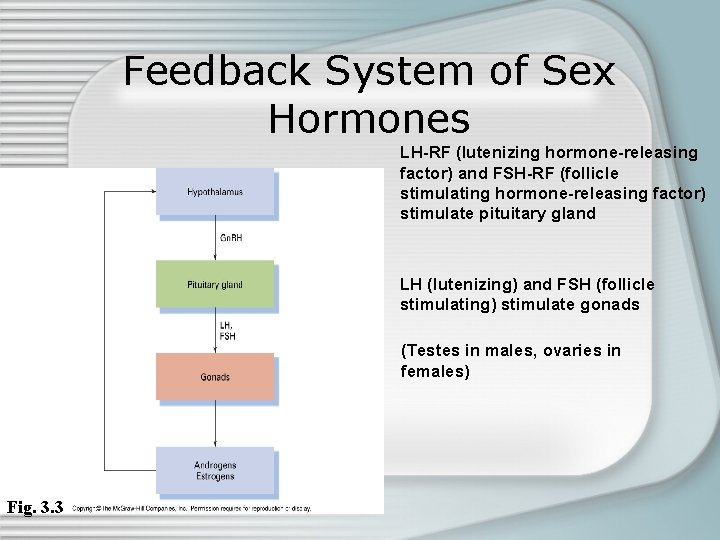 Feedback System of Sex Hormones LH-RF (lutenizing hormone-releasing factor) and FSH-RF (follicle stimulating hormone-releasing