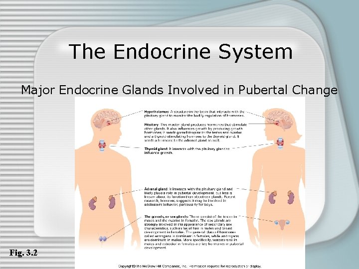 The Endocrine System Major Endocrine Glands Involved in Pubertal Change Fig. 3. 2 