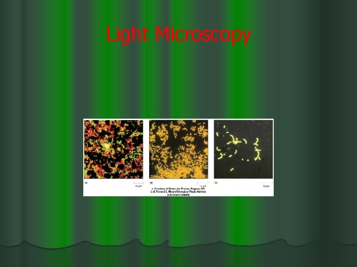 Light Microscopy 