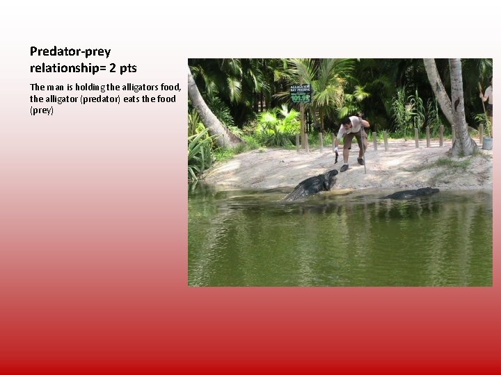 Predator-prey relationship= 2 pts The man is holding the alligators food, the alligator (predator)