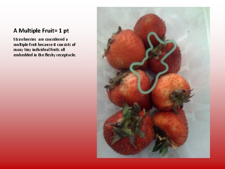 A Multiple Fruit= 1 pt Strawberries are considered a multiple fruit because it consists
