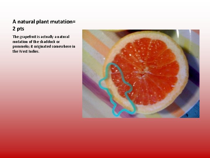 A natural plant mutation= 2 pts The grapefruit is actually a natural mutation of