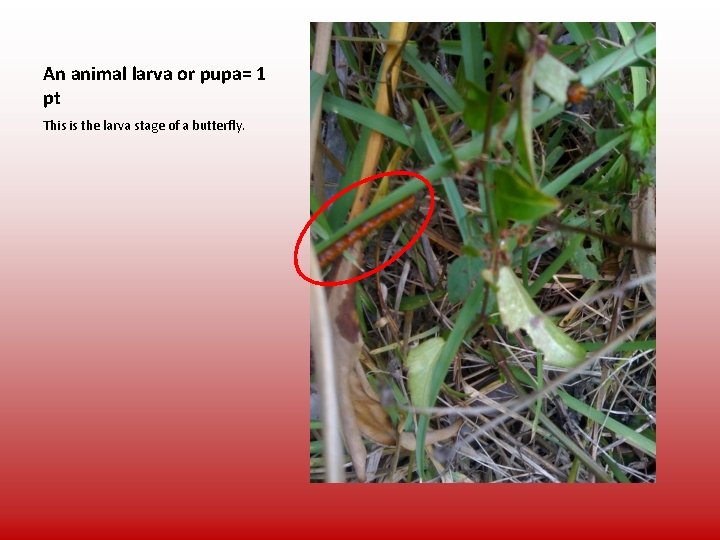 An animal larva or pupa= 1 pt This is the larva stage of a