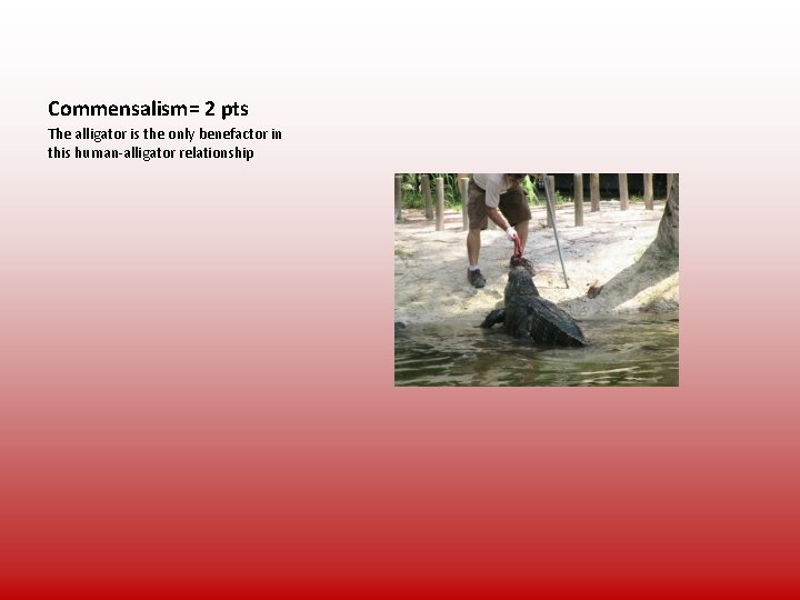 Commensalism= 2 pts The alligator is the only benefactor in this human-alligator relationship 