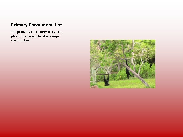 Primary Consumer= 1 pt The primates in the trees consume plants, the second level