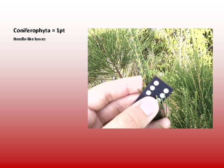 Coniferophyta = 1 pt Needle-like leaves 