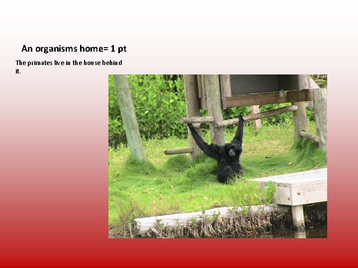 An organisms home= 1 pt The primates live in the house behind it. 