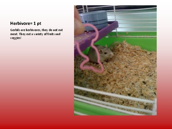 Herbivore= 1 pt Gerbils are herbivores, they do not eat meat. They eat a