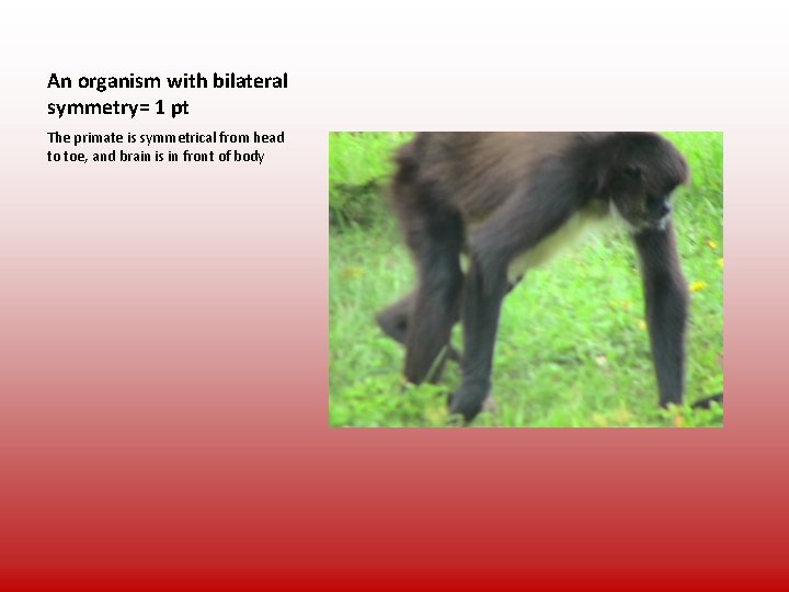 An organism with bilateral symmetry= 1 pt The primate is symmetrical from head to