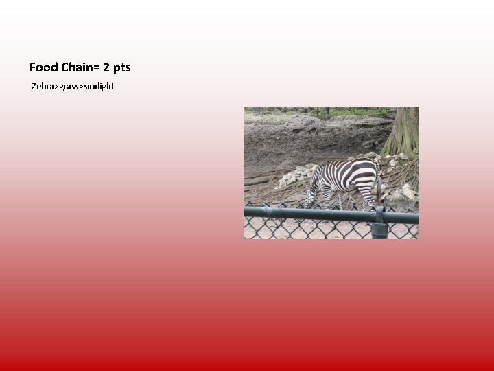 Food Chain= 2 pts Zebra>grass>sunlight 